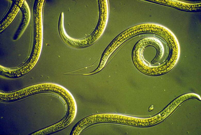 Nematodos