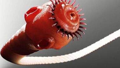 Tipos de parásitos en el cuerpo humano.