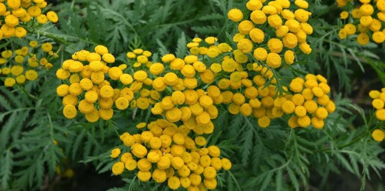 Tansy para eliminar los parásitos del cuerpo.