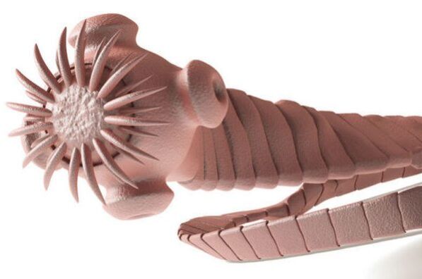 Parásito del cuerpo humano.