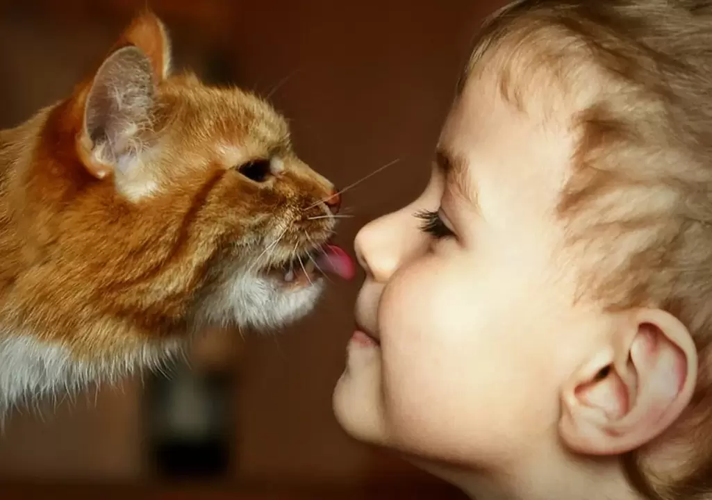 Un niño besa a un gato y se infecta de gusanos