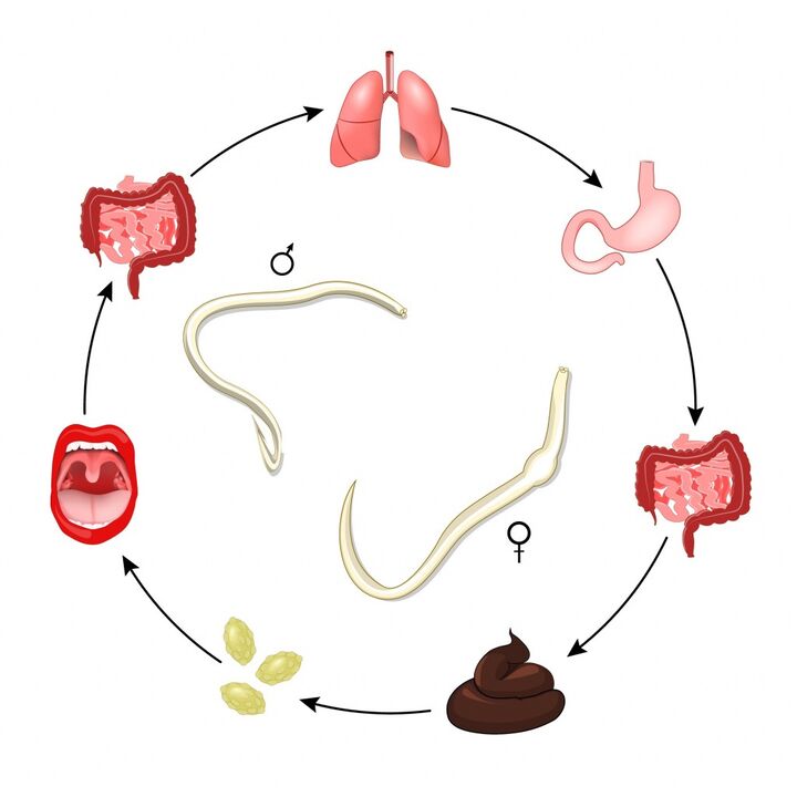 Ciclo de vida de las lombrices intestinales